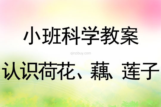 小班科学活动认识荷花、藕、莲子教案反思