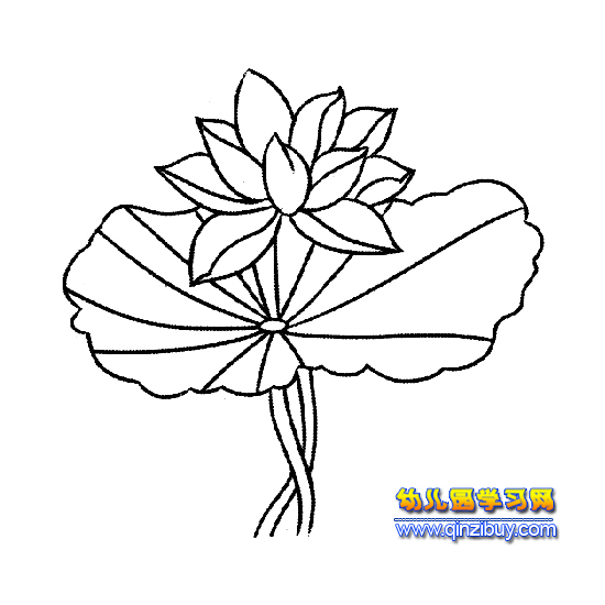 盛开的荷花简笔画4 - 幼儿园学习网