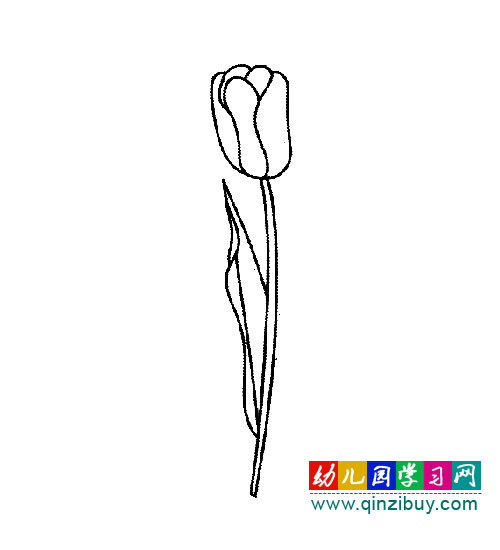 花卉简笔画:郁金香1