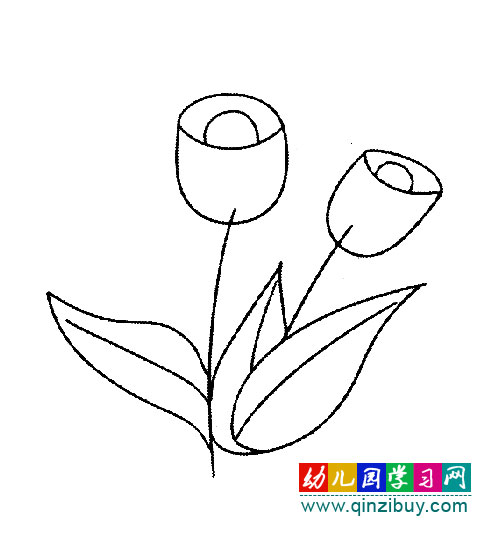 简笔画:含苞待放的郁金香2