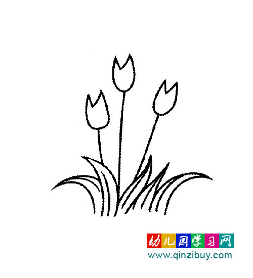简笔画:漂亮的郁金香