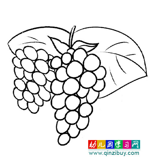 简笔画:两串新鲜的葡萄-幼儿园教案网