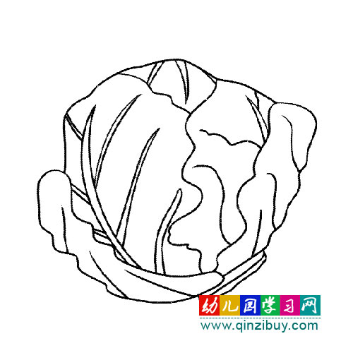 简笔画:一颗包菜-幼儿园教案网
