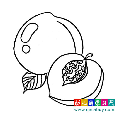 简笔画:桃子里面的样子-幼儿园教案网