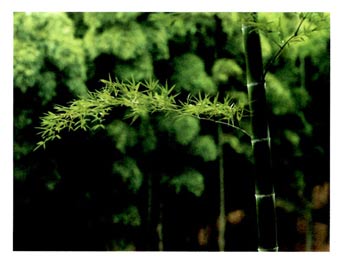 幼儿园中班画画教案设计:节节高