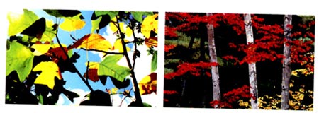 幼儿园中班中国画教案设计：彩色的树林（一）
